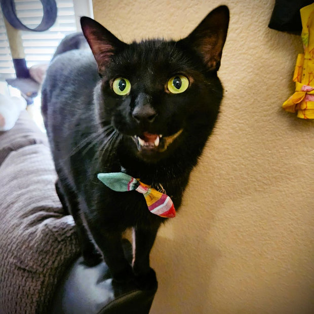 Cat wearing a Collar Bow Tie from UPAVIM Crafts