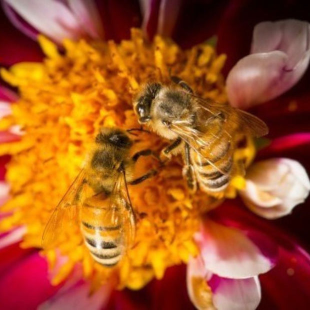 Socks that Protect Bees Pollinator Partnership image