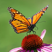 Socks that Protect Butterflies Pollinator Partnership monarch