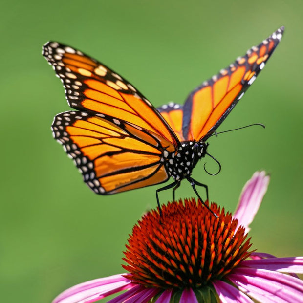 Socks that Protect Butterflies Pollinator Partnership monarch