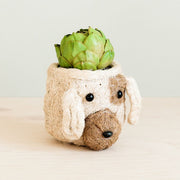 Coconut Coir Small Succulent Planter - Dog side view with succulent
