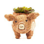 Coconut Coir Animal Planter - Baby Pig front  view with succulent
