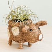 Coconut Coir Animal Planter - Baby Pig side view with succulent