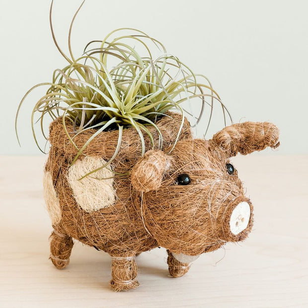 Coconut Coir Animal Planter - Baby Pig side view with succulent
