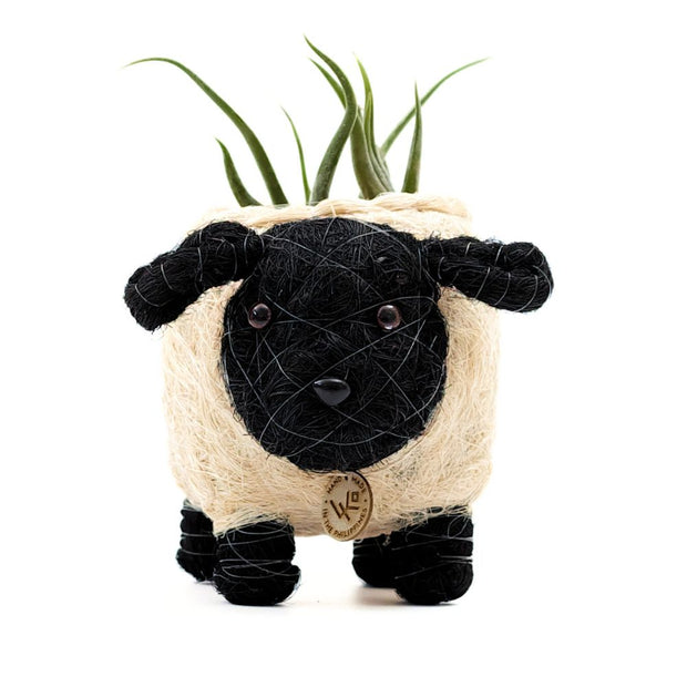 succulent the sheep Coconut Coir Animal Planter