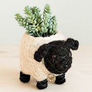 Coconut Coir Animal Succulent Planter - Baby Sheep side view with succulent