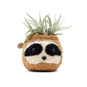 Coconut Coir Small Animal Planter - Sloth front view with succulent