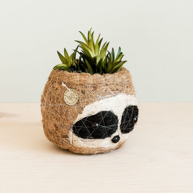 Coconut Coir Small Animal Planter - Sloth side view with succulent