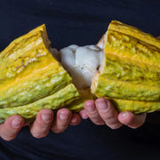 Person holding an open cacao pod used for the manufacturing of Equal Exchange Very Dark Chocolate bars
