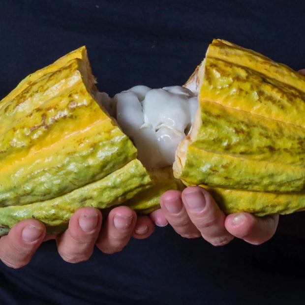 Person holding an open cacao pod used for the manufacturing of Equal Exchange Very Dark Chocolate bars