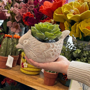 Small Cardinal Terracotta Planter held by a model