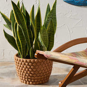 Seashell Terracotta Round Planter with snake plant next to a lawn chair