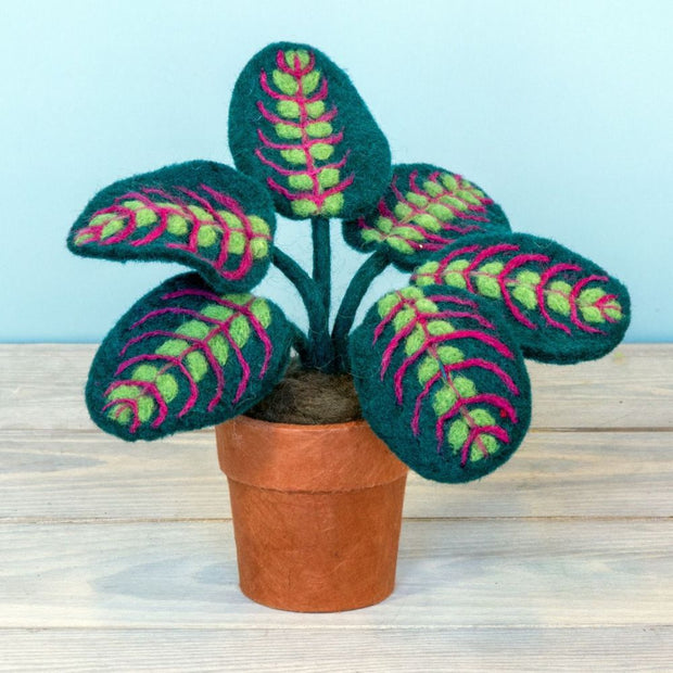 small prayer plant Potted Small Felt Prayer Plant – Zee Bee Market LLC
