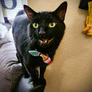Cat wearing a Collar Bow Tie from UPAVIM Crafts