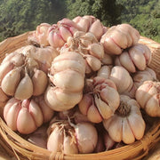 Pahadi Pink Garlic