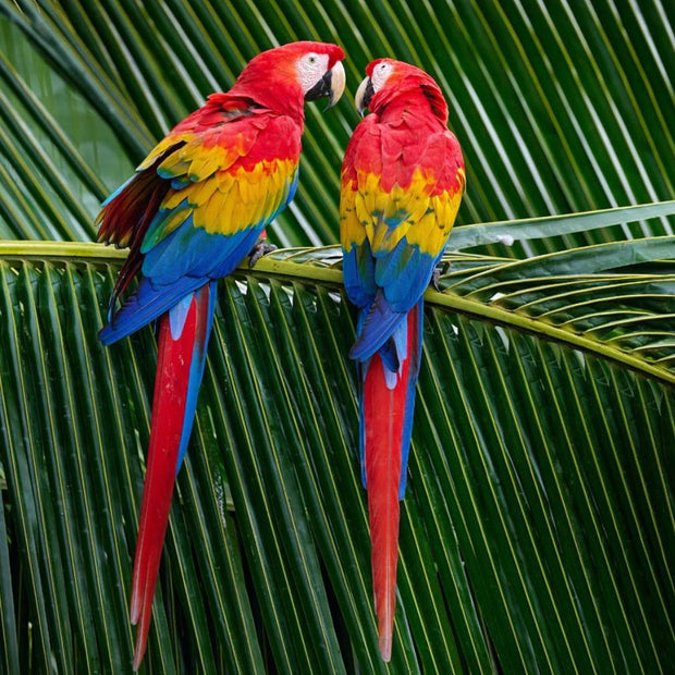 Two colorful macaw birds in the wild