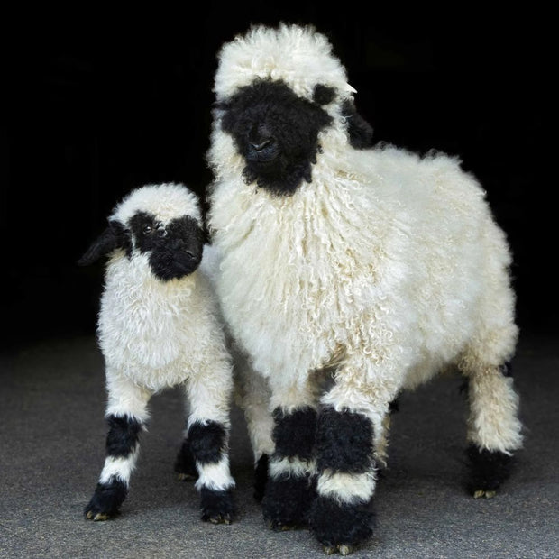 Pair of Valais Blacknose Sheep