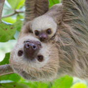 Conscious Step Socks that Protect Sloths Conservation International