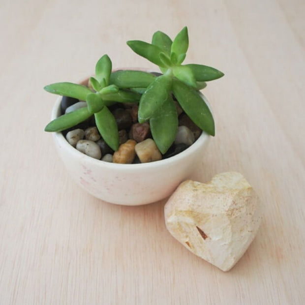 Small Soapstone Bowl - Natural with succulents